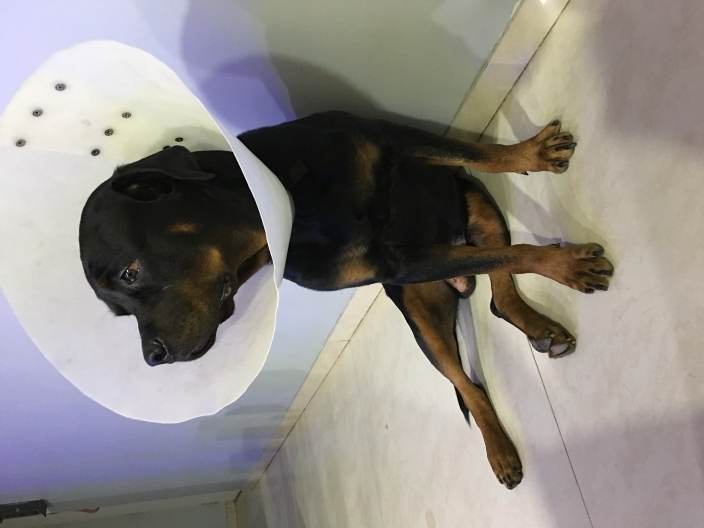 Kasper in his vet cone — the hard days