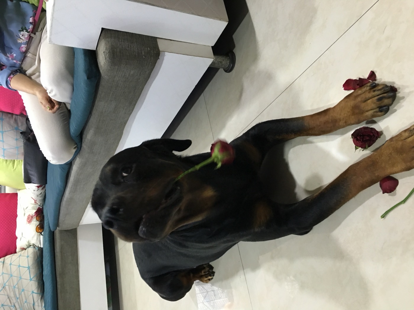 Kasper with a rose — the charmer