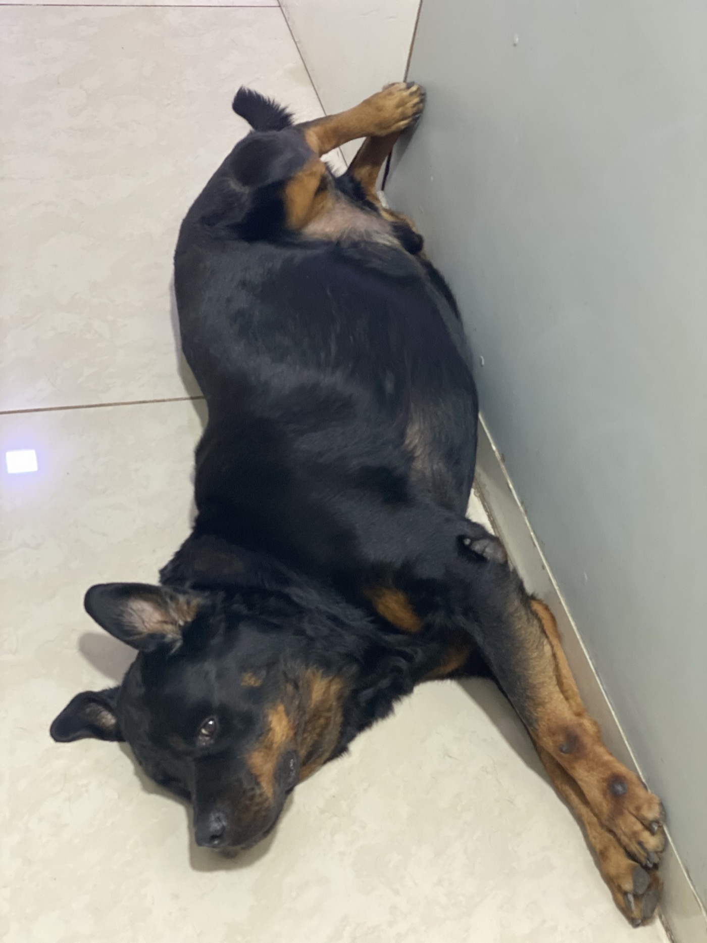 Kasper mid pre-nap stretch on the cool floor