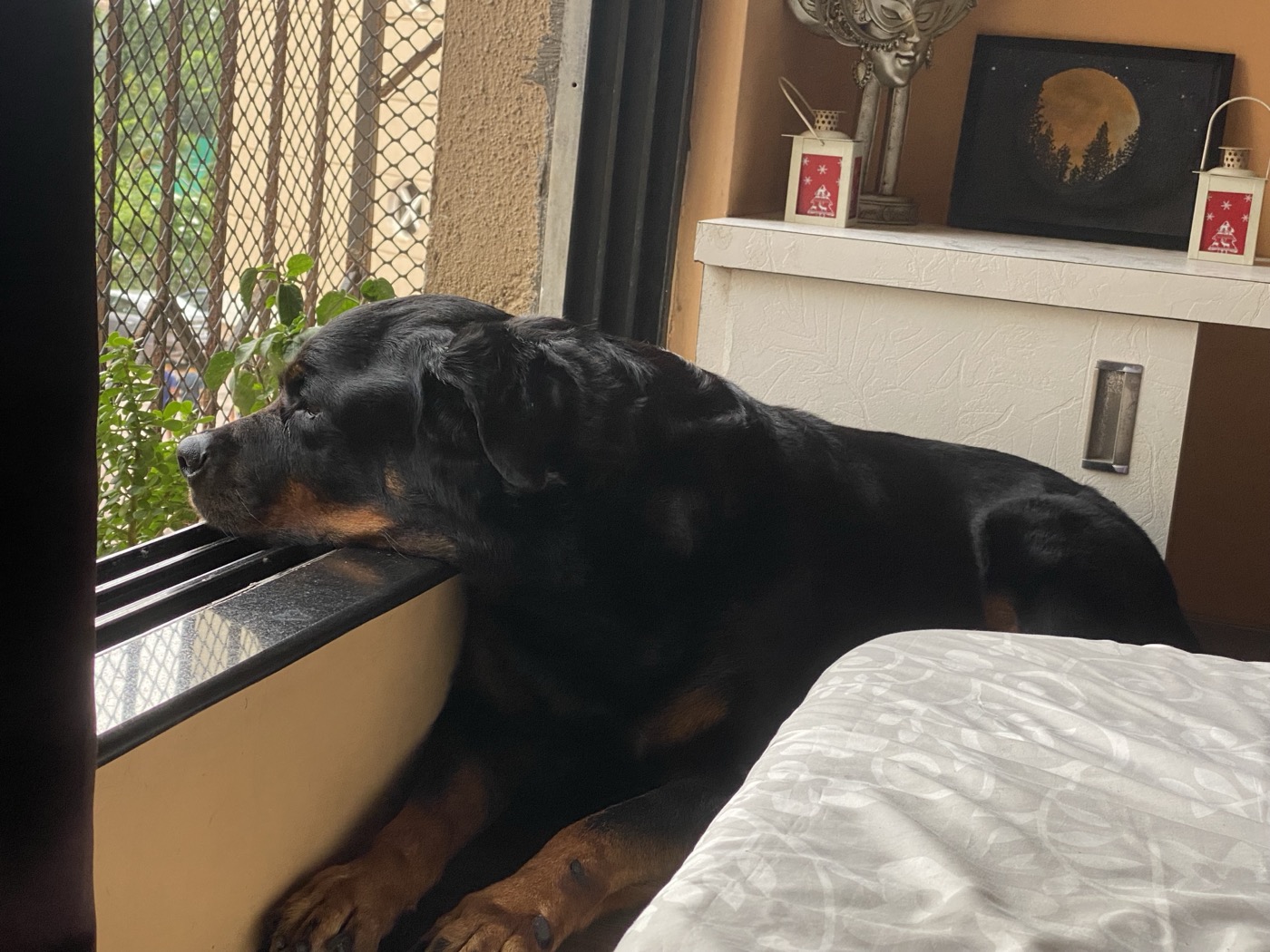 Kasper resting his head on the window sill, deep in thought